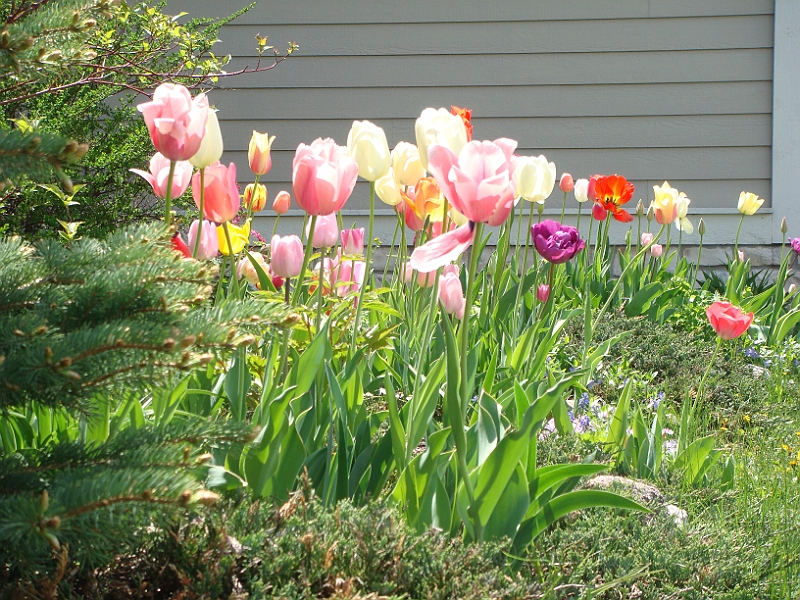 40 Nancy's Garden [2009 May 10].JPG - Nancy's Garden.